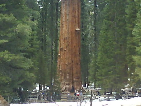 037 Sequioa NP General Sherman Tree  May 2010.jpg